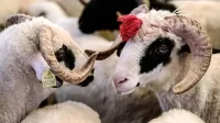 Bu ölkədə qurban kəsmək qadağan olundu: Çünki...
